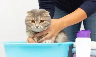 Buy pet-safe disinfectant