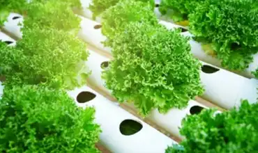 best antifungal for plants