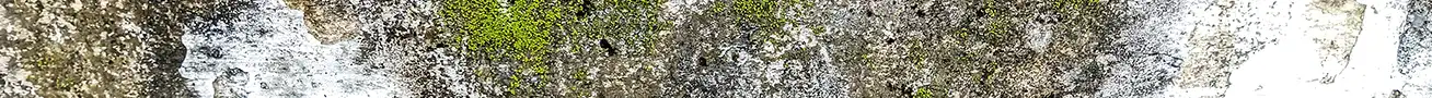 why does algae grow on facades and how can moss on walls be prevented