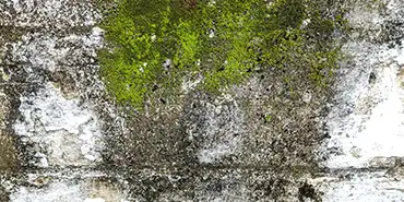 Algae and Moss on Facades: Causes, Risks & Prevention