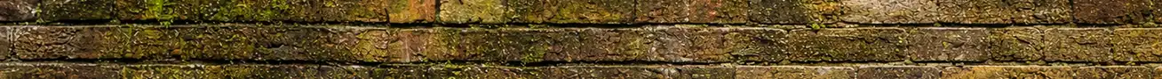 how to remove algae and moss from exterior walls and facades safely