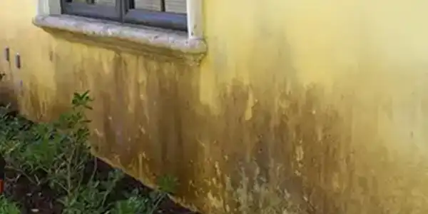 Algae and moss growth on exterior facade wall due to moisture, shade, and poor drainage conditions