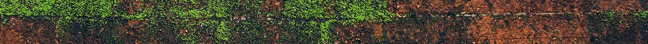 Fassade vor und nach Algen- und Moosentfernung mit wasserabweisender, diffusionsoffener Schutzbeschichtung