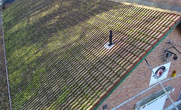 Moss on the roof