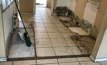 Mold on tiles