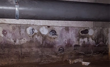 Basement mold