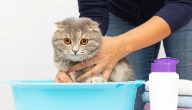 Hayvanları dezenfekte etmek için en güvenli yöntemler nelerdir?