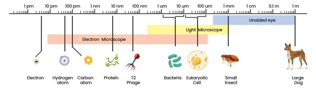 What are the benefits of using pico technology in disinfectants for extended germ protection?