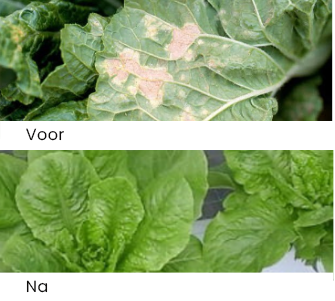 Op welke specifieke delen van de plant richt MoldEx Plant zich voor desinfectie?