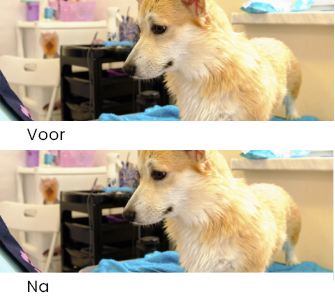 Op welke ziekteverwekkers zijn dierenontsmettingspraktijken gericht?