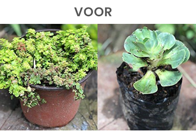 Kan MoldEx Plant bladverkleuring en uitdroging van de wortels voorkomen?