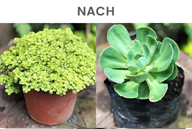 Wie fördert MoldEx Plant gesundes Pflanzenwachstum?