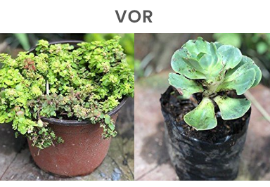 Kann MoldEx Plant Blattverfärbungen und Wurzeltrocknung verhindern?