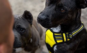 Welk desinfectiemiddel is veilig voor dieren?