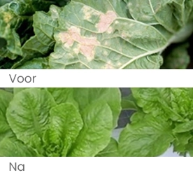 Preventie van plantenziekten