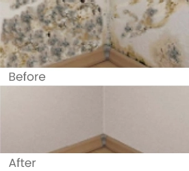 Root-cause mold treatment