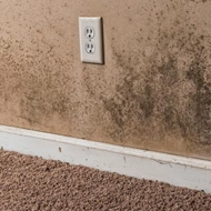 Why Mold in the Basement is a Problem