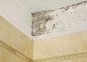 How to Control Moisture and Prevent Mold in Bathrooms