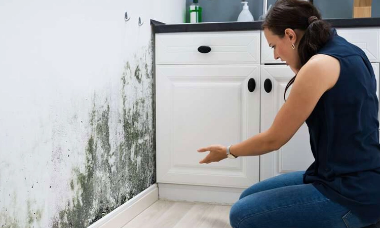  What is mold? Mold is a type of fungus that grows in the form of multicellular filaments (called hyphae)