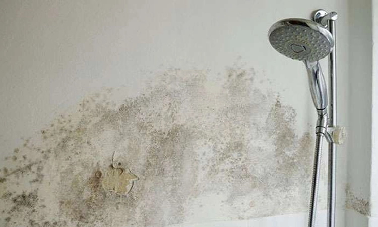 If you have never experienced mold in the bathroom, it is probably because you have not paid enough attention to the corners of your bathroom.