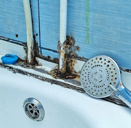 Remove Mold in Shower: The Ultimate Guide with MoldEx