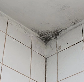 MoldEx Your Trusted Solution for Banishing Bathroom Mold and Mildew