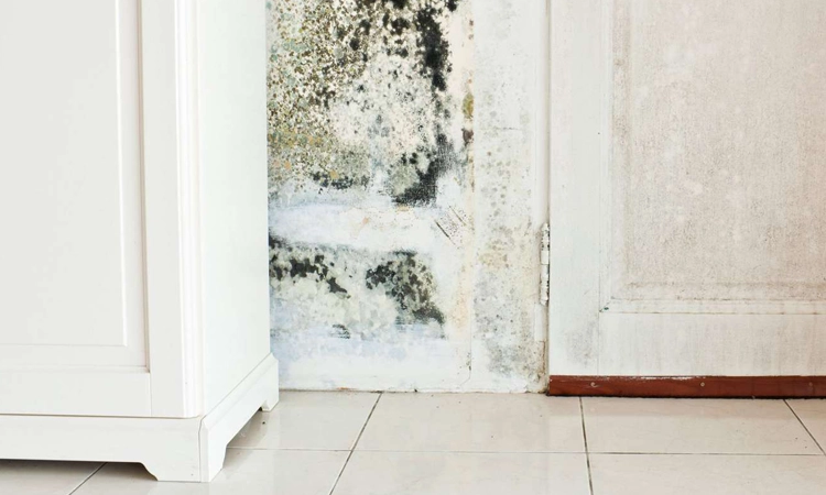 Say farewell to pesky bathroom mold with MoldEx, a potent anti-fungal solution engineered to eradicate mold and harmful microorganisms safely and effectively. Formulated without bleach or chlorine, MoldEx provides enduring protection for porous surfaces in your home or workplace, ensuring a clean and healthy environment.