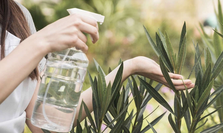 Wenn Sie Blumen und Pflanzen in Ihrem Zuhause haben, sind Sie wahrscheinlich mit der Herausforderung konfrontiert worden, pudrige Flecken auf Ihren Blumen und Pflanzen zu bekämpfen.