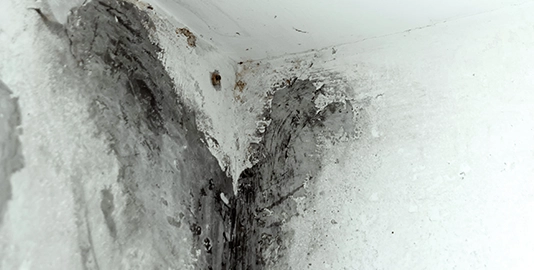 What are the signs of mold in a house?