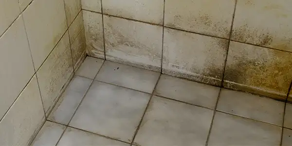 Zwarte schimmel op muur