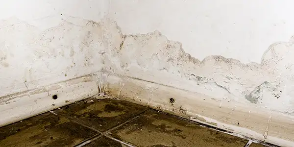 Schwarzer Schimmel an der Wand