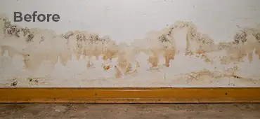 Wall damage from rising damp