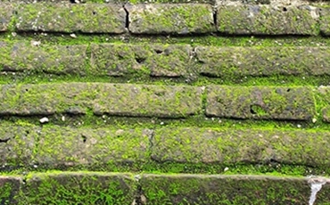 groene aanslag gevelreiniger