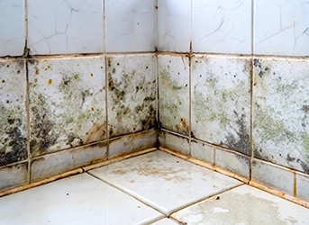 Bathroom Mold: Why It Appears & How to Stop It