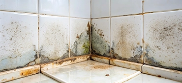 Safe anti-mold cleaner for sensitive surfaces
