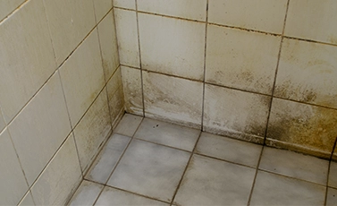 bathroom mold remover