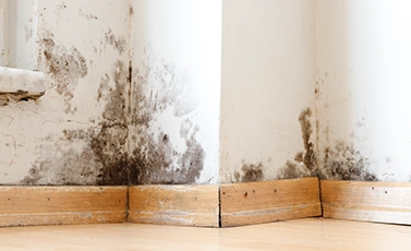 mildew remover for living areas