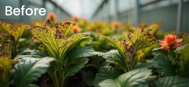 Alcohol-free garden sanitizer