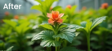 Eco-friendly antifungal spray for plants