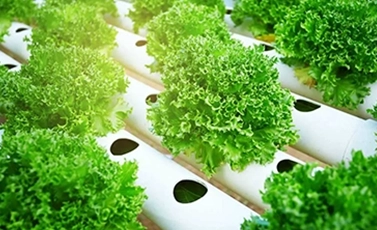 hydroponic plant sanitizer