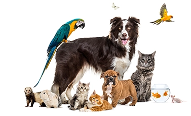 pet disinfectant