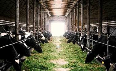 cattle disinfectant