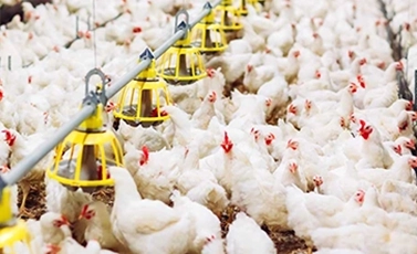 poultry disinfectant