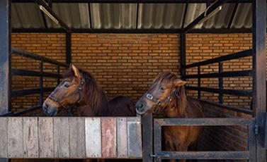 horse stable disinfectant