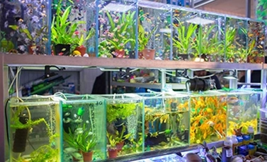 aquarium disinfectant