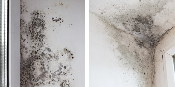 Before and after cleaning black mold on painted wall with MoldEx