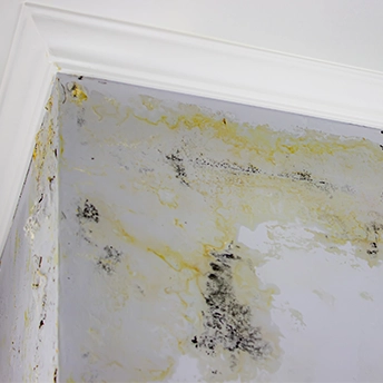 Best Way to Remove Black Mold from Walls | MoldEx