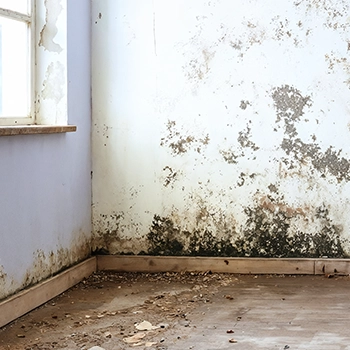 Black Mold: Causes, Risks & Safe Removal with MoldEx