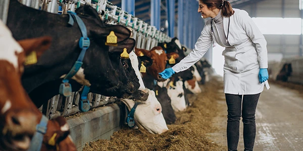Haustierbesitzer desinfiziert sicheren Tierbereich mit sanftem, alkoholfreiem Mittel