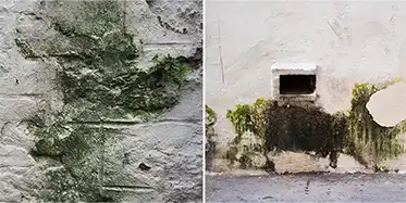 Safe Mold & Algae Removal for Stone & Concrete